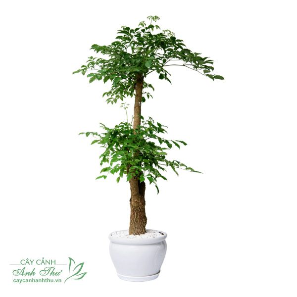 Cây Hạnh Phúc Nội Thất Cao 1-1,5m