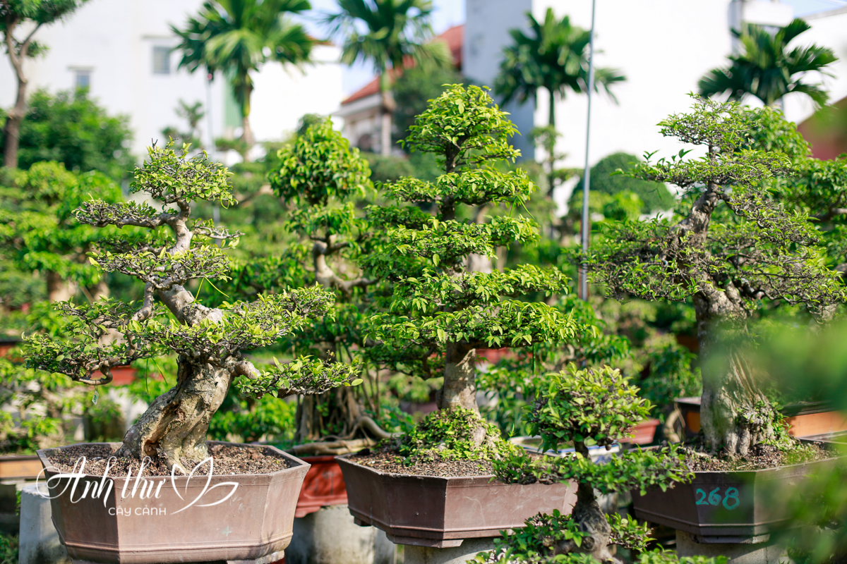 Cây cảnh Anh Thư cho thuê cây bonsai trang trí