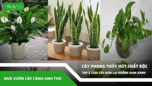 anh dai dien ccat 385