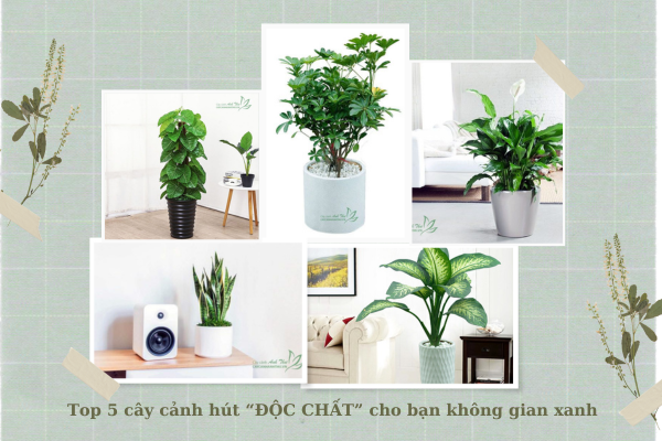 cay canh hut doc chat cho khong gian