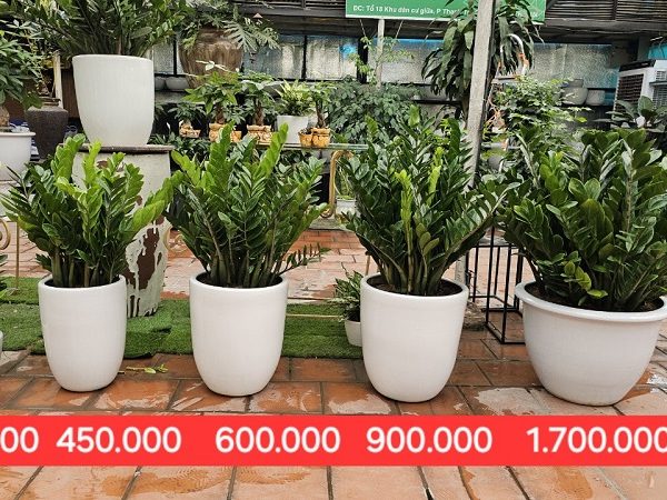 Cây Kim Tiền 13 Bảng giá cây kim tiền 15