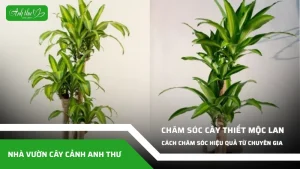 anh dai dien ccat 379