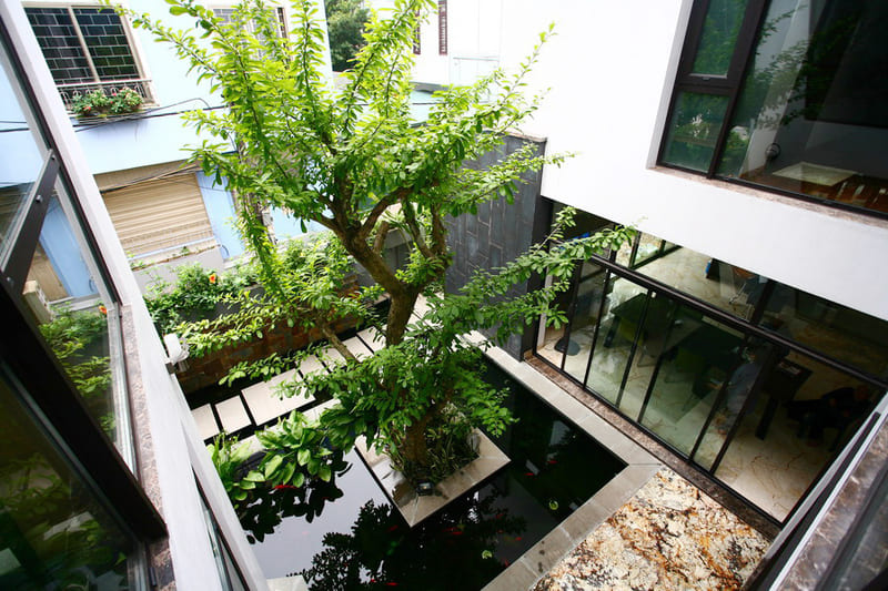 cây cảnh trồng trong nhà