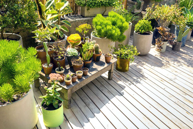 beautiful arrangement plants greenhouse 23 2148509909