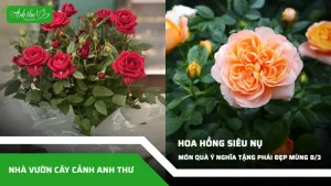 anh dai dien ccat 374