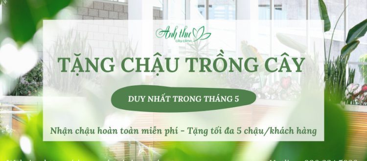 TANG CHAU TRONG CAY