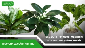 anh dai dien ccat 366