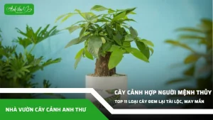 anh dai dien ccat 367
