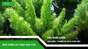 anh dai dien ccat 361