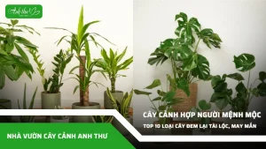 anh dai dien ccat 364