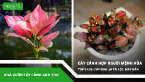 anh dai dien ccat 365