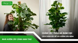 anh dai dien ccat 354