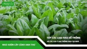anh dai dien ccat 355