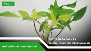 anh dai dien ccat 356