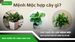 anh dai dien ccat 351