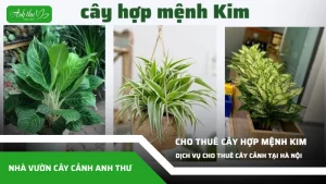 anh dai dien ccat 352