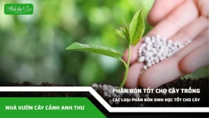 anh dai dien ccat 353