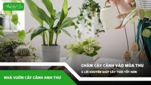 anh dai dien ccat 346