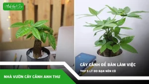 anh dai dien ccat 347