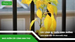anh dai dien ccat 349