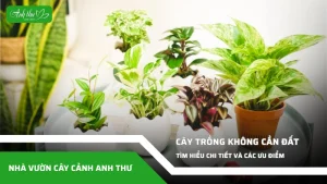 anh dai dien ccat 344