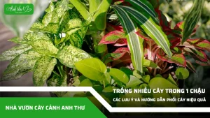anh dai dien ccat 343