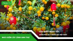 anh dai dien ccat 340