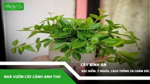 anh dai dien ccat 338