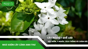anh dai dien ccat 339