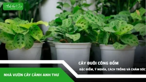 anh dai dien ccat 337