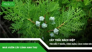 anh dai dien ccat 335
