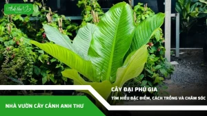 anh dai dien ccat 336