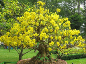 Cho thuê cây mai Tết