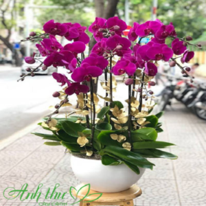 chau lan ho diep tim man ma370 1