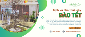 dịch vụ cho thuê cây đào tết