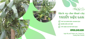 dịch vụ cho thuê cây thiết mộc lan