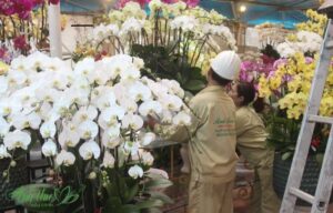 hoa lan hồ điệp trắng