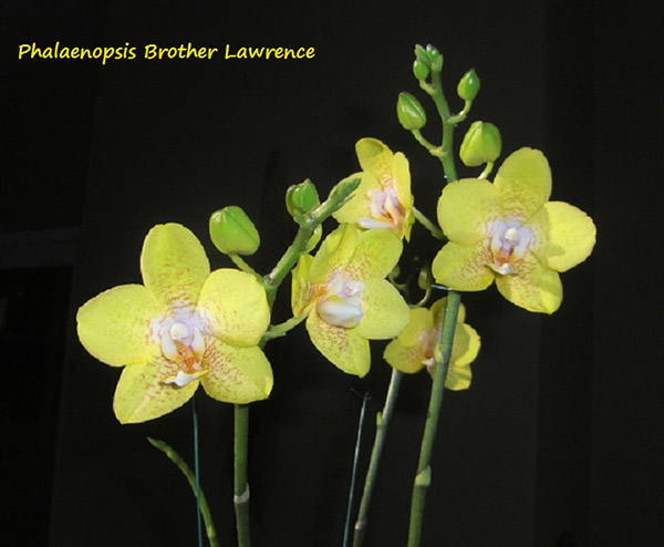 lan hồ điệp vàng Phalaenopsis Brother Lawrence