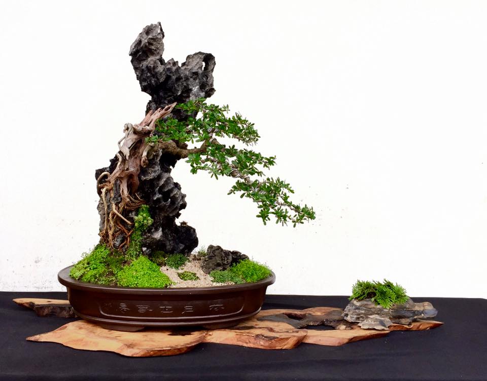 Cây bonsai dáng đại lâm mộc