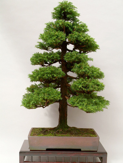 Cây tùng bonsai trang trí sự kiện