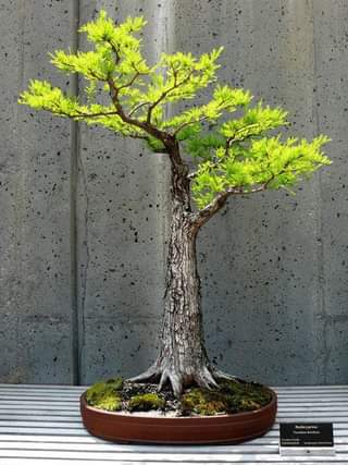 Cây bonsai dáng đại trượng phu