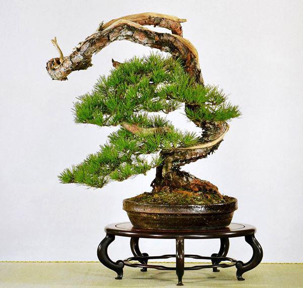 Cây bonsai dáng long chầu hổ phụng