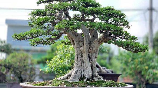 Cây bonsai dáng ngũ phúc