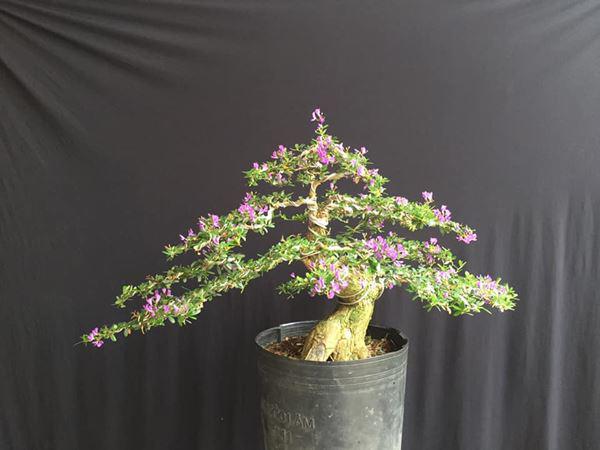 Cây bonsai dáng thất hiền
