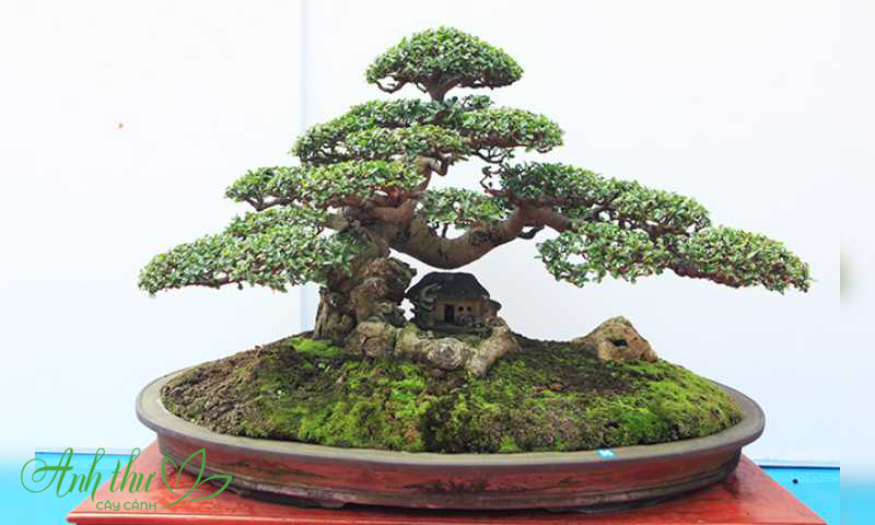 Cây bonsai được đánh giá là tác phẩm nghệ thuật vô cùng cuốn hút
