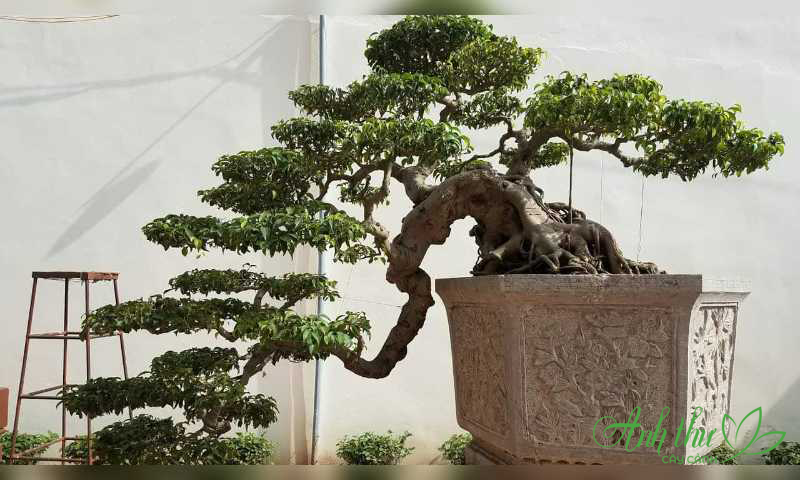 Cho thuê cây bonsai thác đổ
