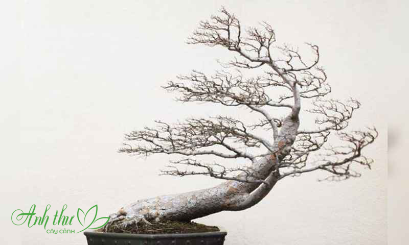 Cho thuê cây bonsai dáng song thụ