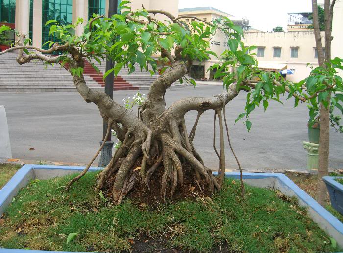 Dáng cây bonsai tam đa