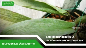 anh dai dien ccat 315