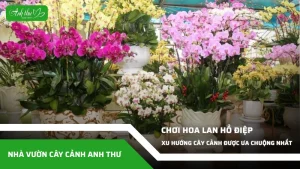anh dai dien ccat 321